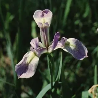 thumbnail for publication: Iris virginica Virginia Iris, Blue Flag, Blue Flag Iris